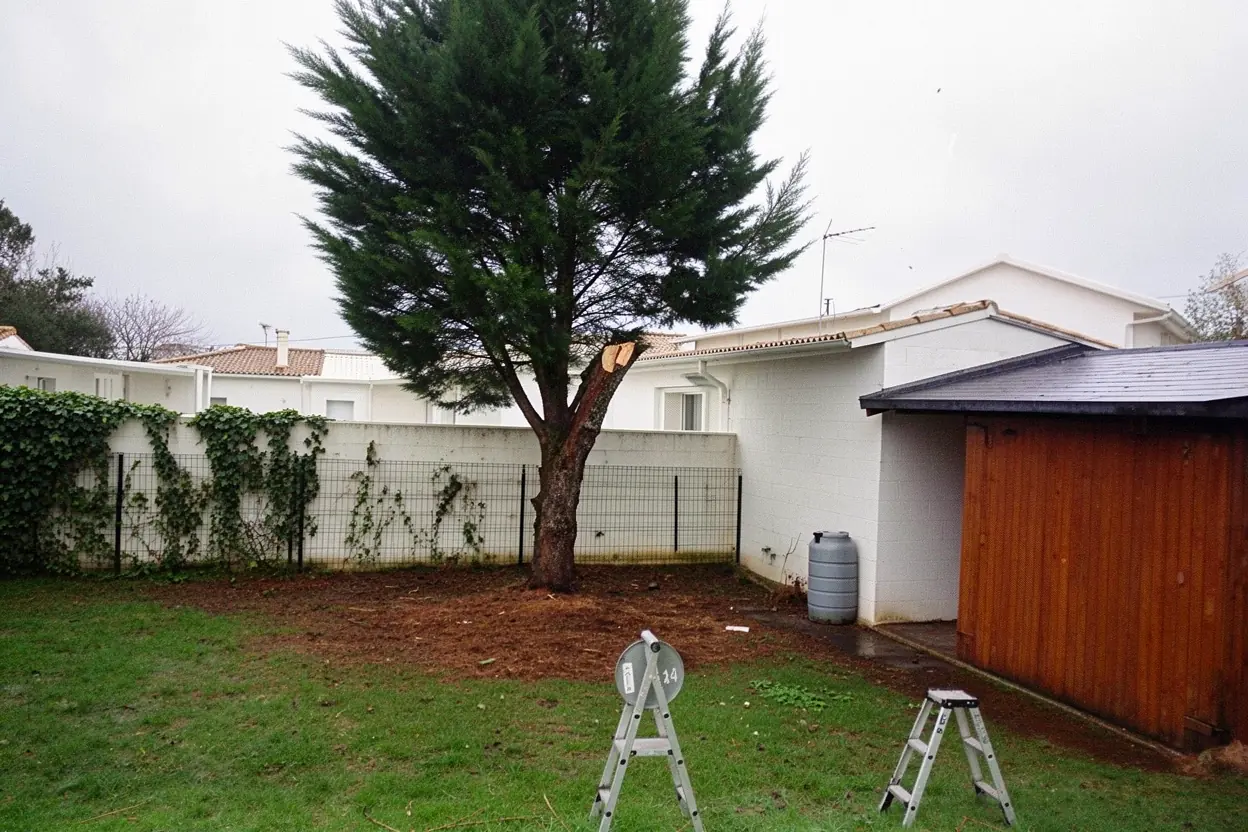 Conifère sécurisé après élagage à Saint-Brevin-les-Pins