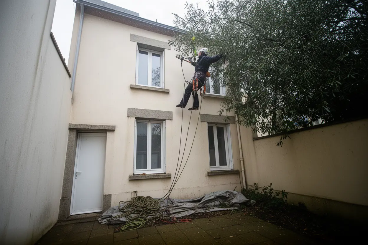 Arboriste grimpeur dans un chêne à Pornichet